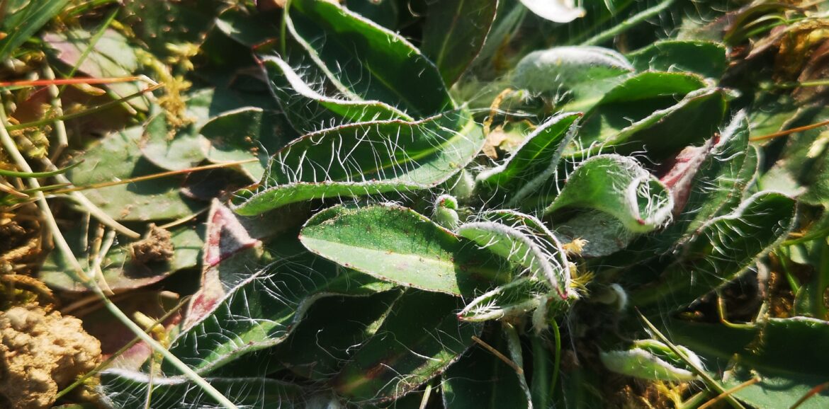 Pilosella in Fitoterapia