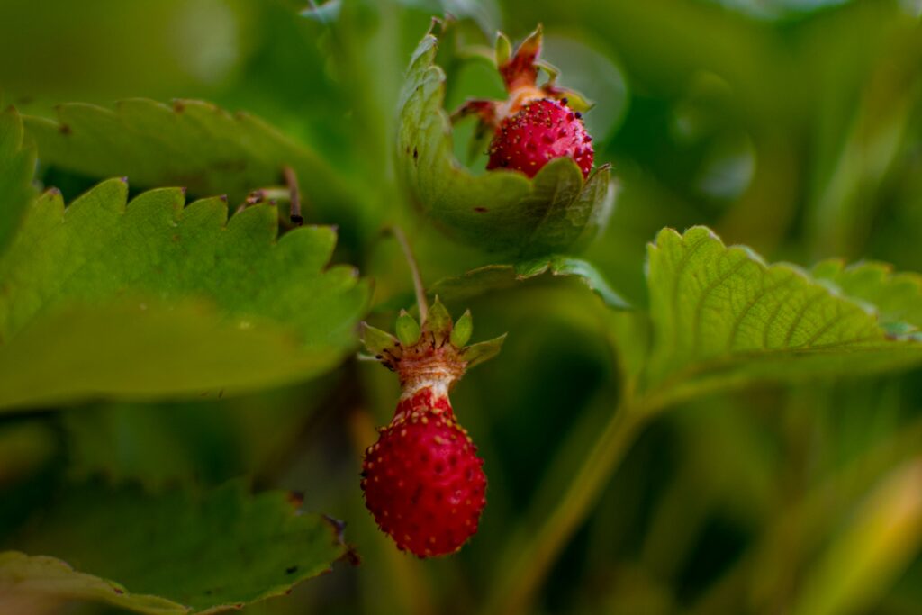 fragole, nutrizione in naturopatia