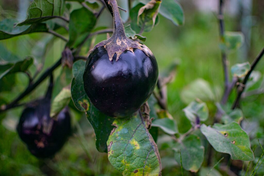 melanzana, nutrizione in naturopatia