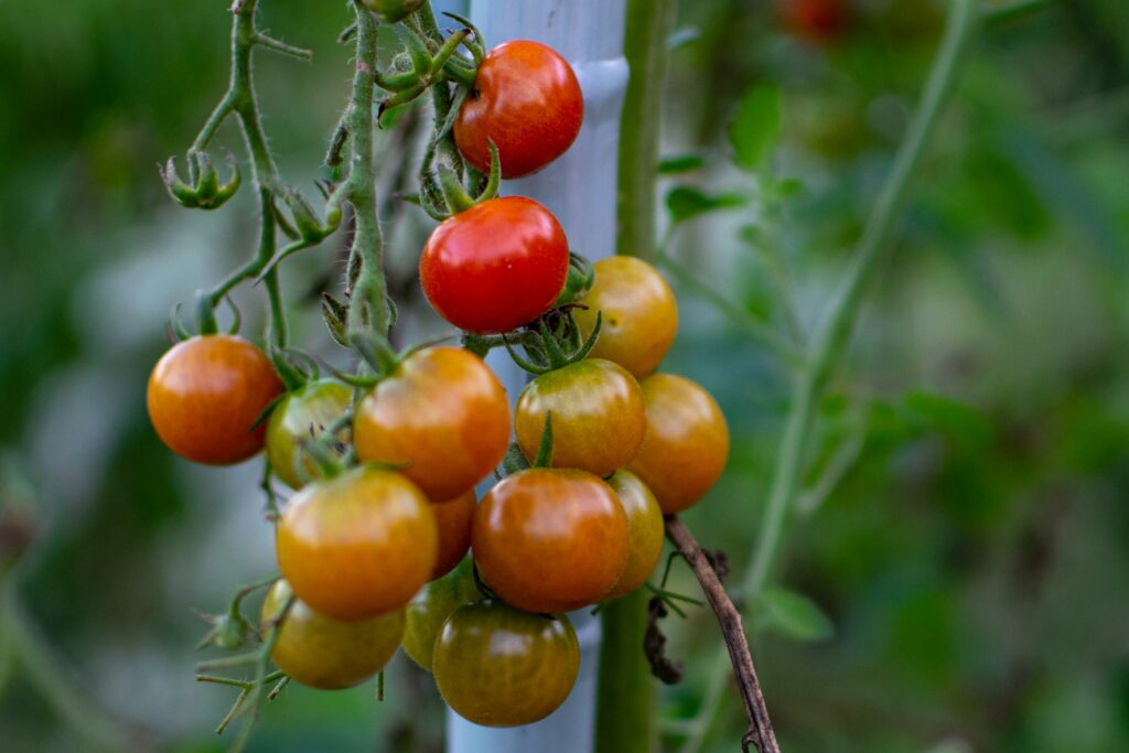pomodori, nutrizione in naturopatia