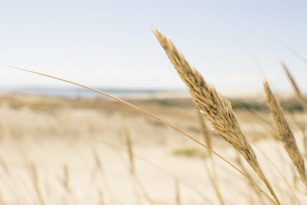 spiga, nutrizione in naturopatia