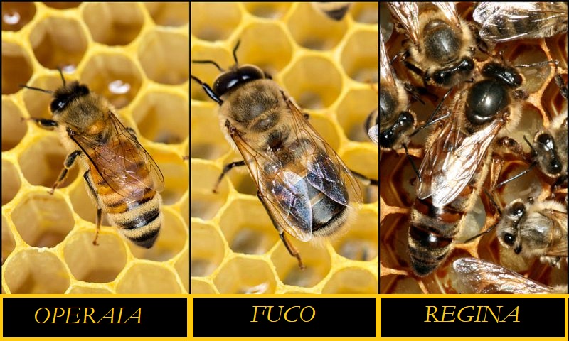 ape operai regina fuco